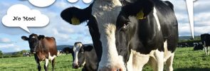 Your customers are NOT content cows