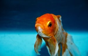 photo of goldfish looking at you