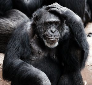 Confused ape. Don't confuse your readers. 