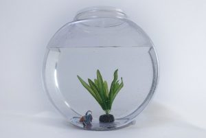 Fish in fish bowl. Your readers aren't goldfishes.